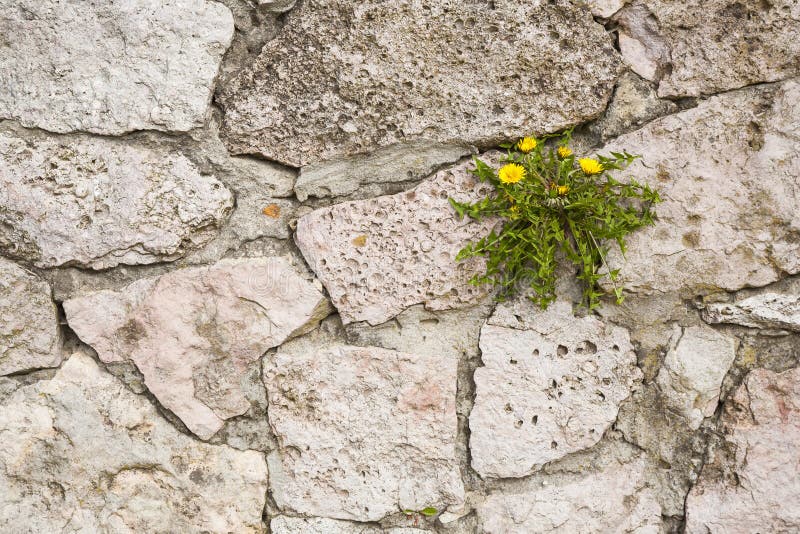 The Plant Grows Up in the Rock Wall. Stock Photo Image of brick