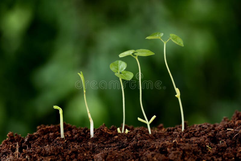 Plant GrowthNew Beginnings Stock Photo Image of continuity, flora