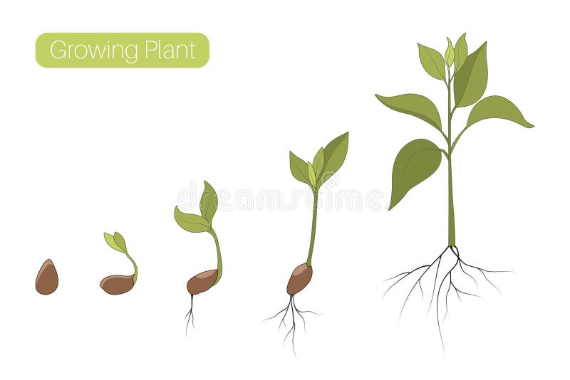 Plant growth phases stages flat vector illustration. Evolution germination progress concept. Seed, bean, sprout, tree. vector illustration
