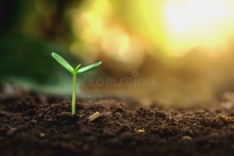 2,418,801 Plant Growth Stock Photos - Free & Royalty-Free Stock Photos from  Dreamstime