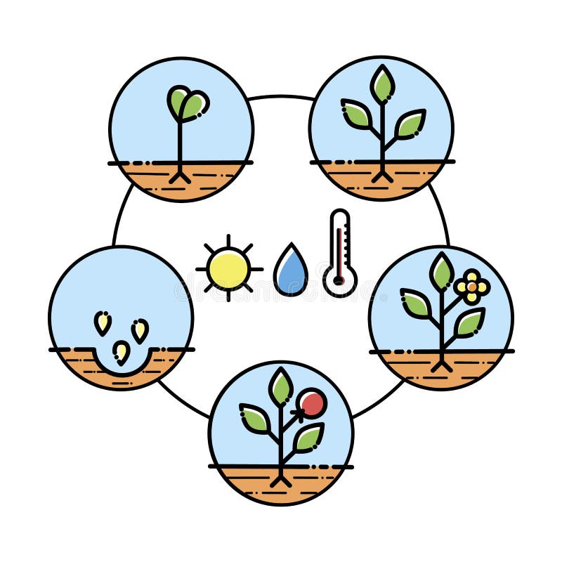 Tree Growth Stages Infographics. Line Art Icons. Planting Instruction ...