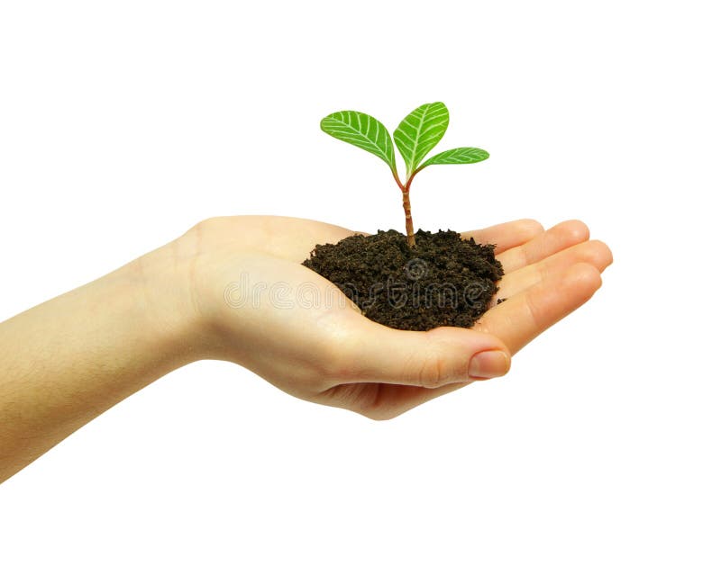 Plant in hand