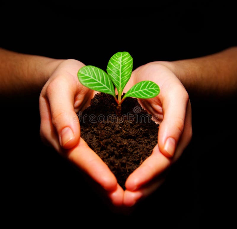 Plant in hands