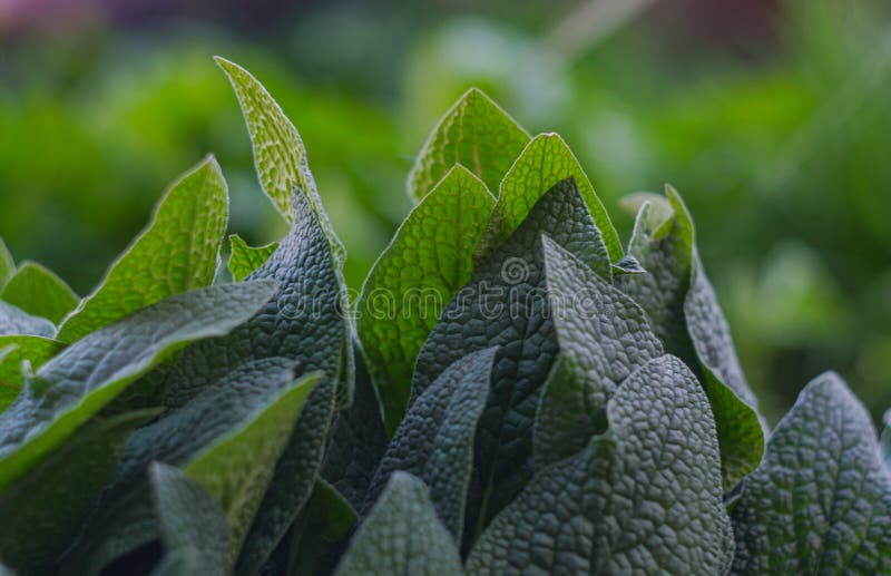 The plant has large leaves stock image. Image of botany 245777681