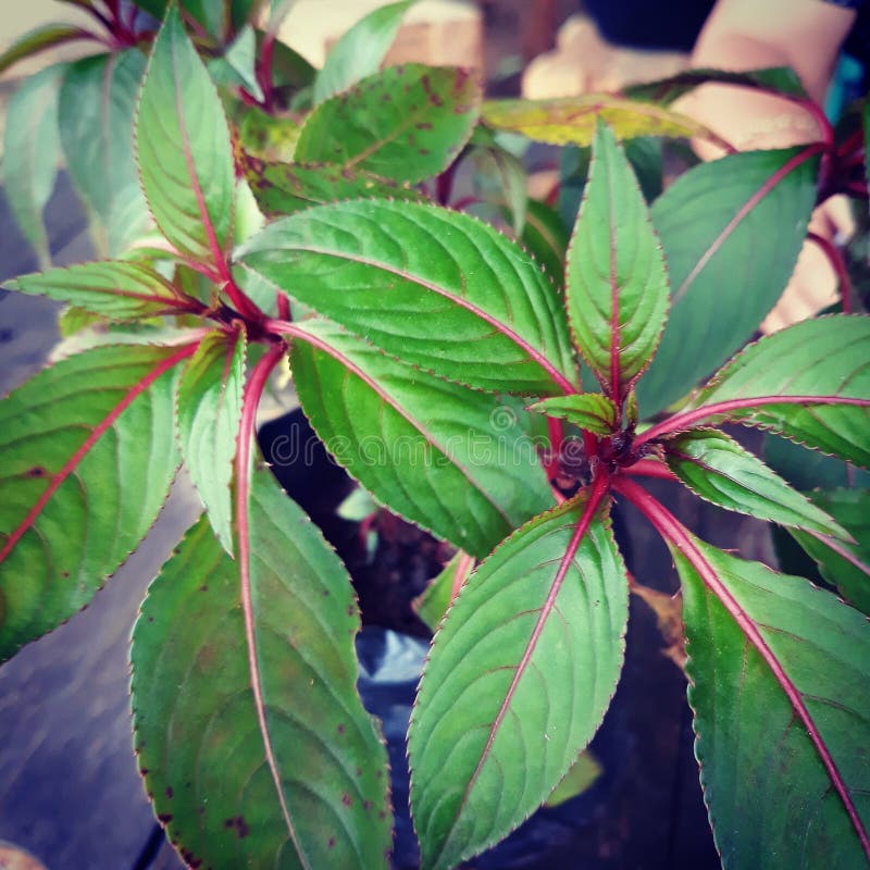 Leaves stock image. Image of name, plant, dont, leaves 126136751