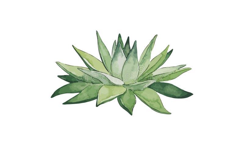 Plant Isolated on White in a Watercolor Painting of a Green Aloe Vera ...