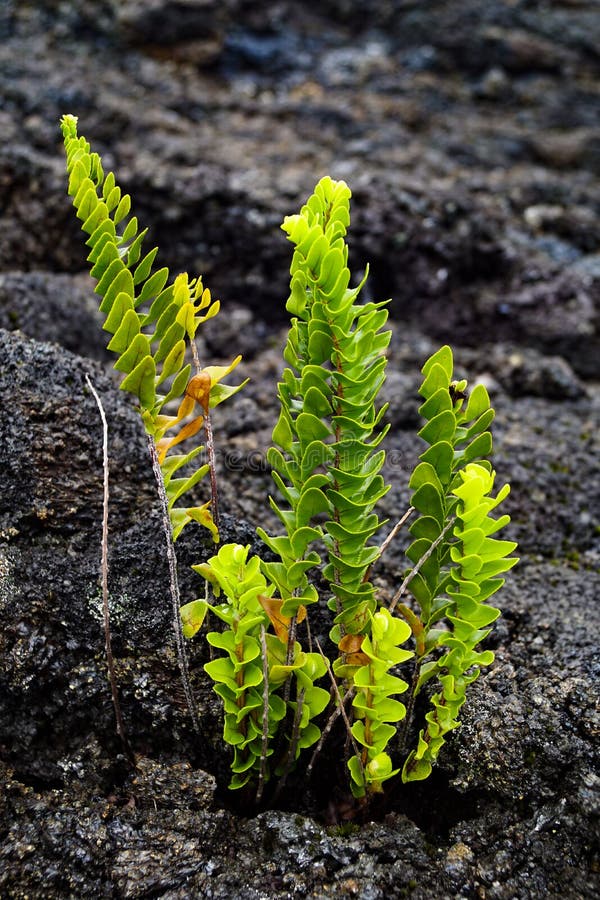 Plant on lava field in Reunion royalty free stock photo Plant on lava field in Reunion royalty free stock photo