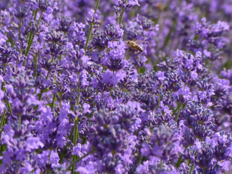 Plant, Lavender, Flower, English Lavender Picture. Image 122107832