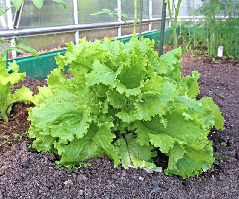 Plant Leafy Lettuce in the Gardenbed Stock Photo Image of vegetables