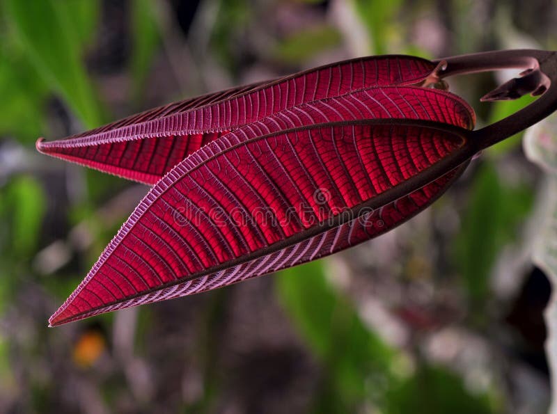 Plant Leaves Picture. Image 13758369