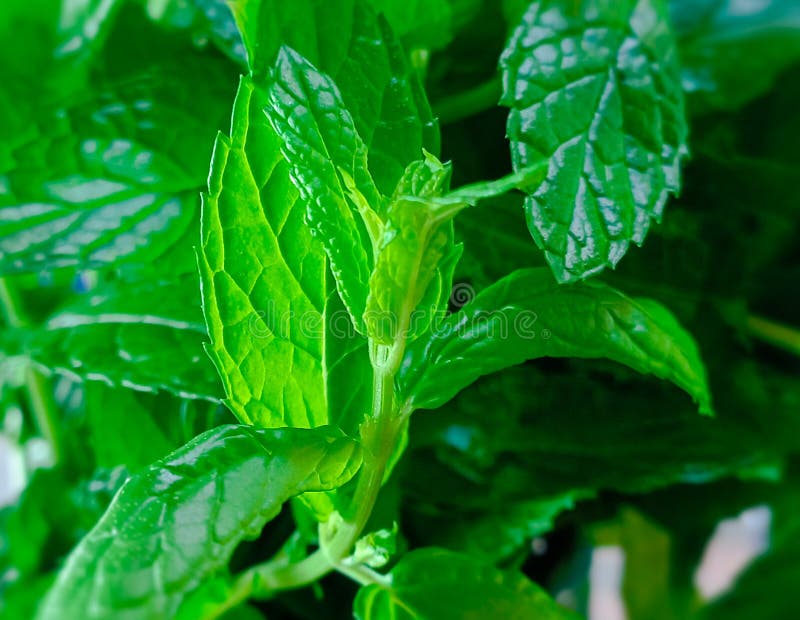 Plant leaves mint stock photo. Image of wildflower, soil 257752690