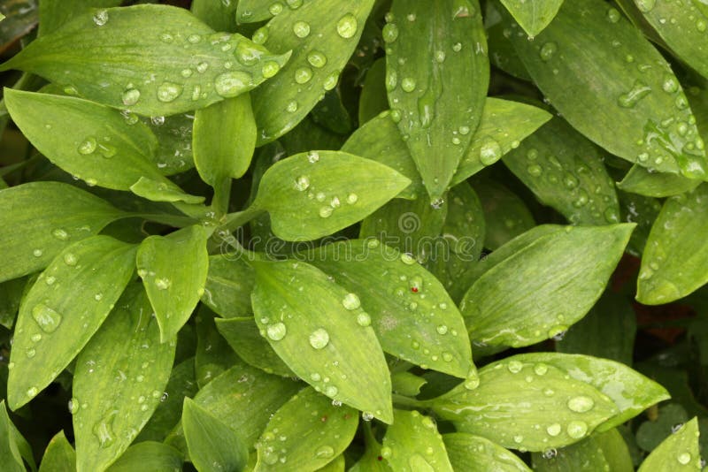 Plant Leaves & Morning Dew