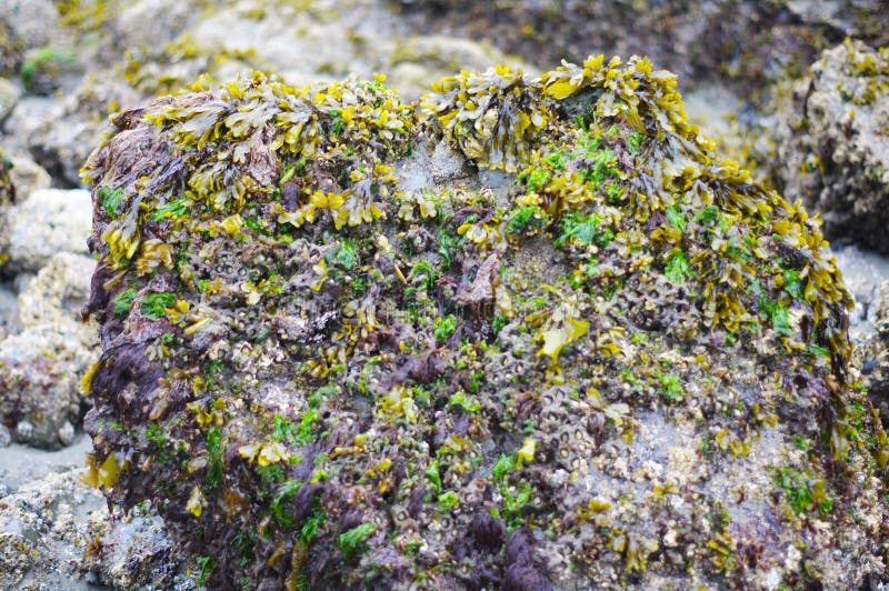 Life In The Rocks. Wild Small Rocks And Green Vine Plant Living