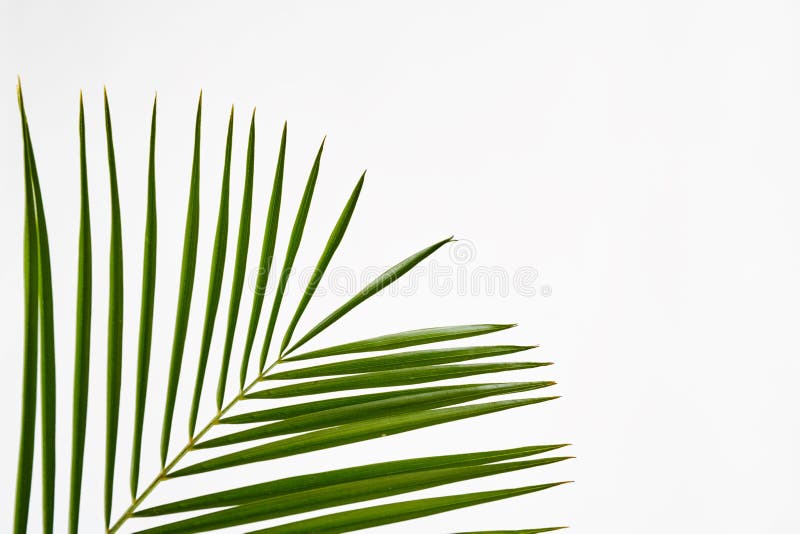 Plant with Long Thin Leaves. Stock Photo Image of houseplant, flora