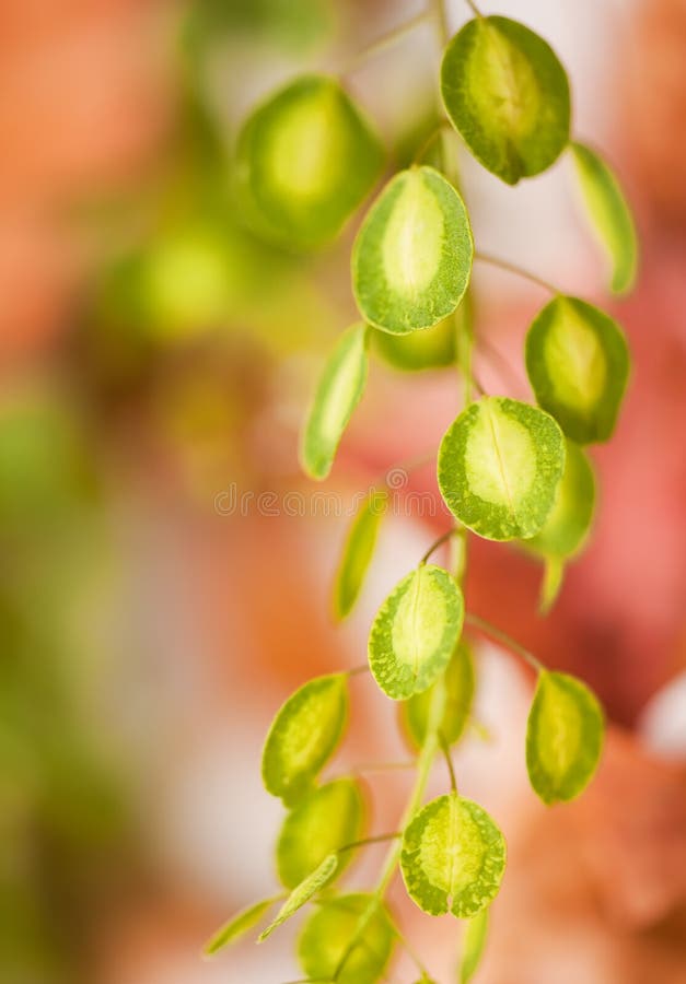 Plant macro