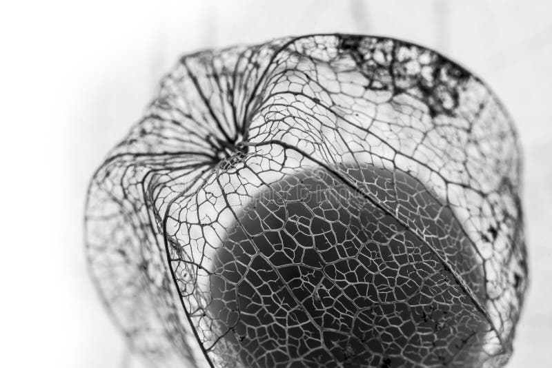 Plant macro detail - floral texture royalty free stock photo