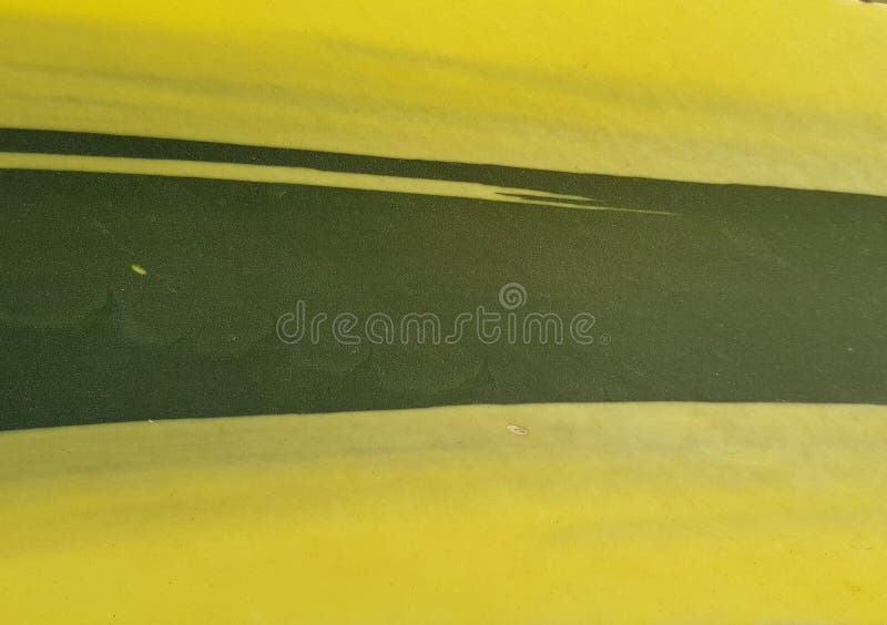 Plant of maguey, background texture sheet royalty free stock image
