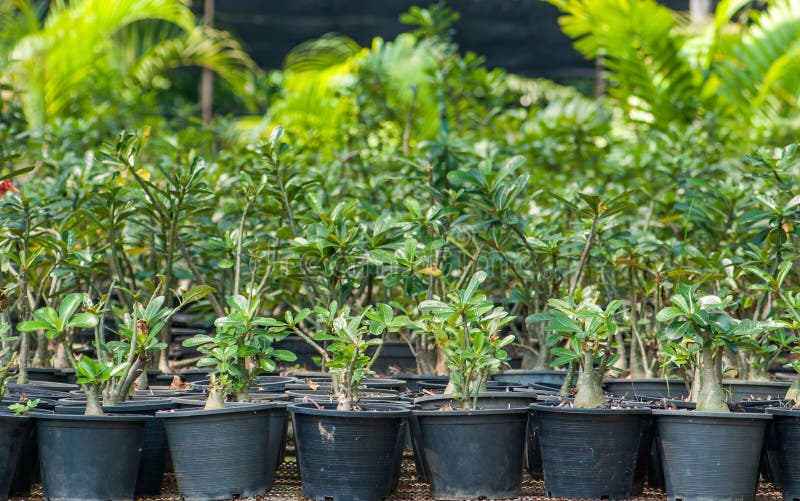 Plant nurseries stock photo. Image of gardening, horticulture 34212610