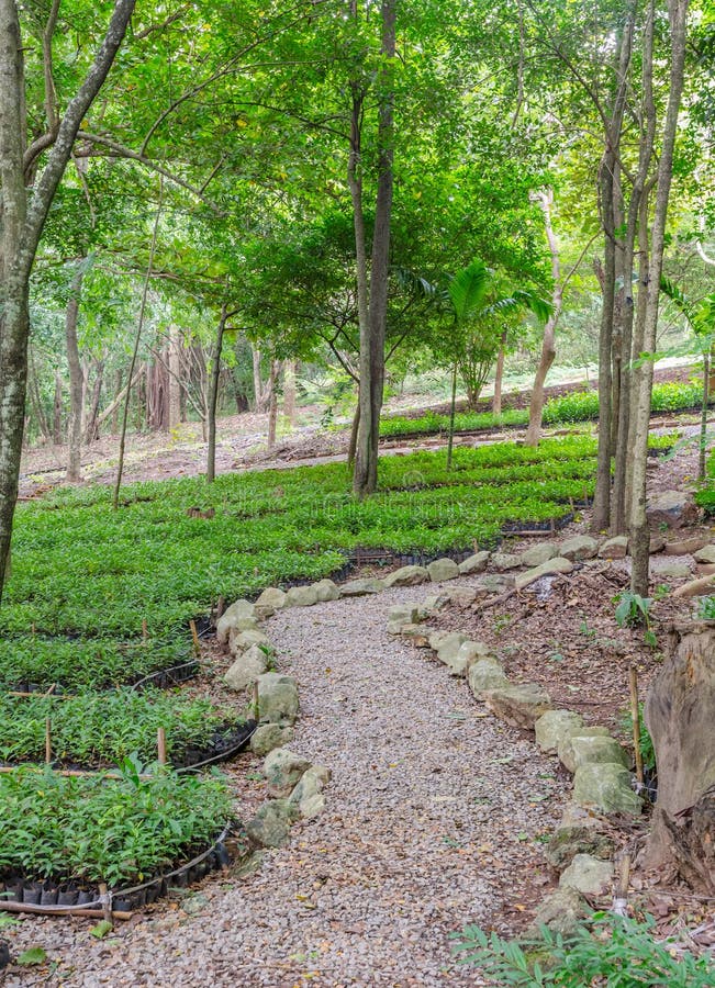 Plant in nursery stock photo. Image of travel, tree, forest 49987428