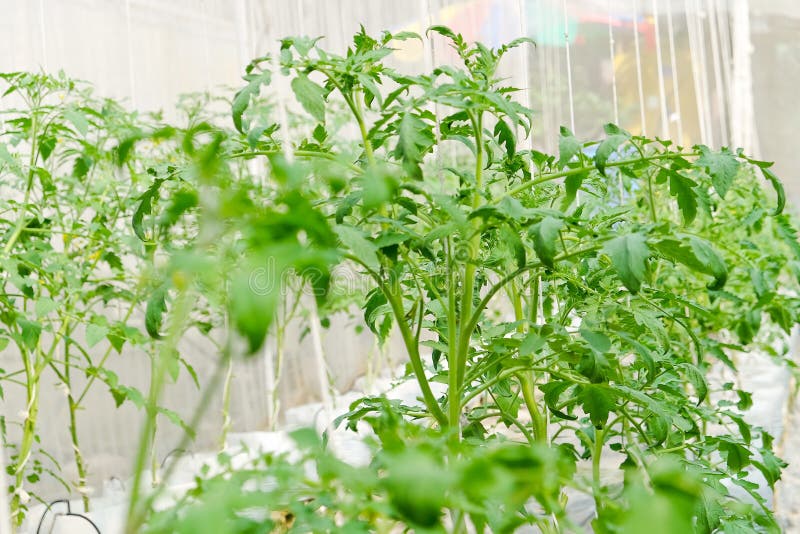 Plant nursery stock photo. Image of growth, nature, grow 85544698