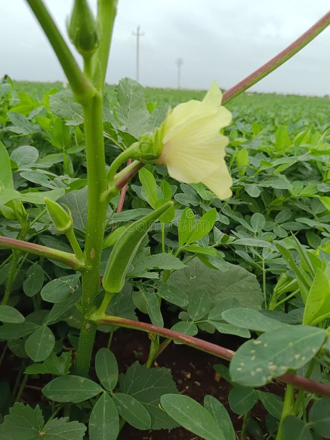 Plant of Okra, Okra on a Tree,Fresh Okra Plant. Okra Closeup on the