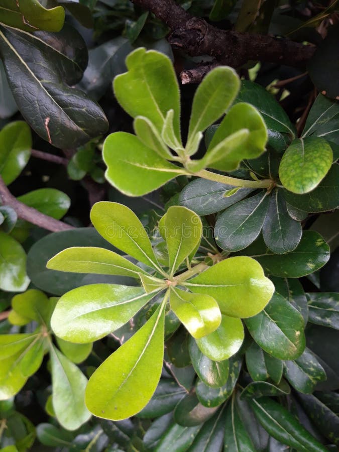 Plant of Pittosporum, a Genus of the Pittosporaceae Family Stock Photo ...