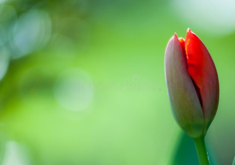 Plant portrait garden tulip royalty free stock image Plant portrait garden tulip royalty free stock image