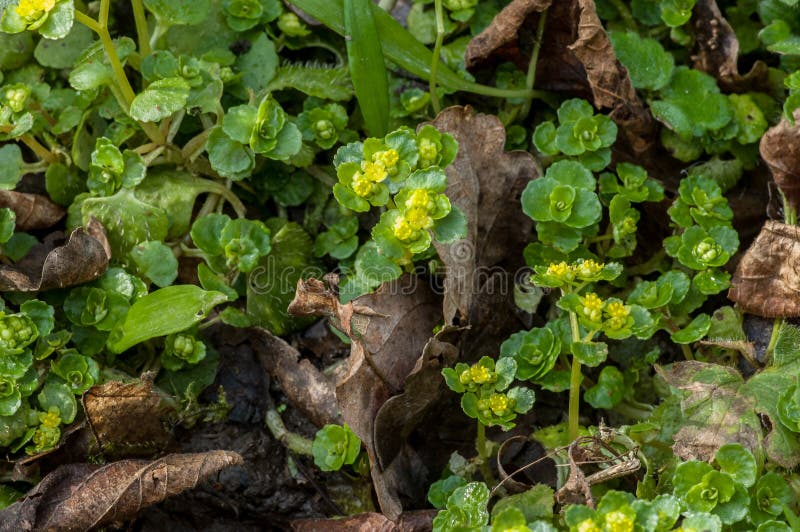 Plant portrait opposite-leaved golden saxifrage