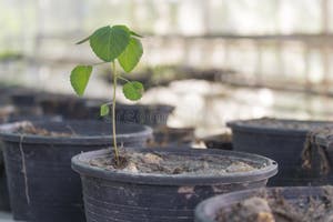 Plant In Pot On Plant Nursery Stock Image Image Of Land Nursery 