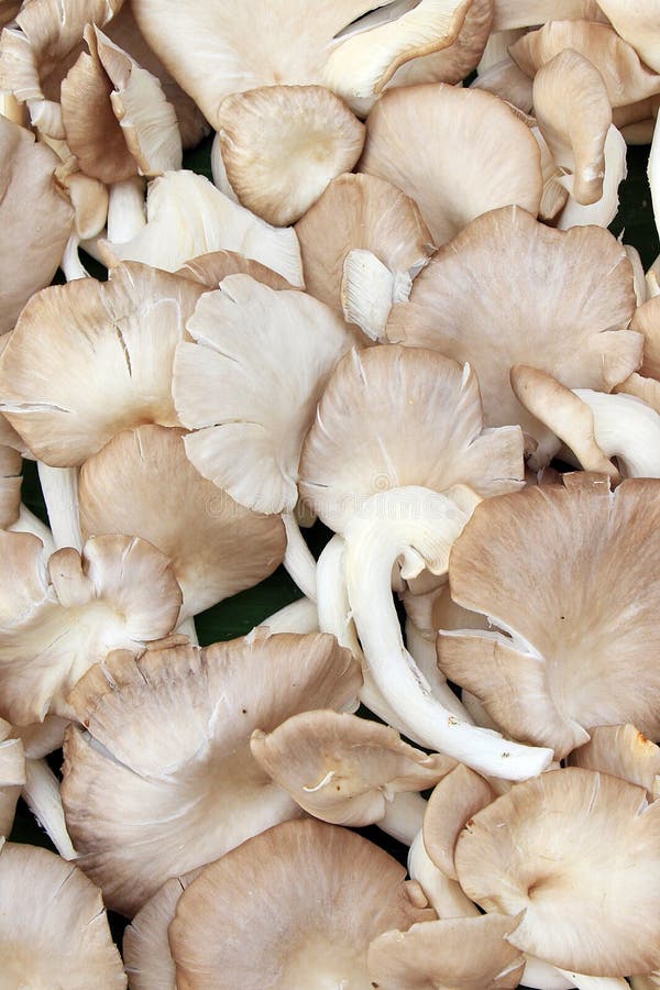 Plant Protein. Oyster Mushroom. Stock Image Image of health, meal