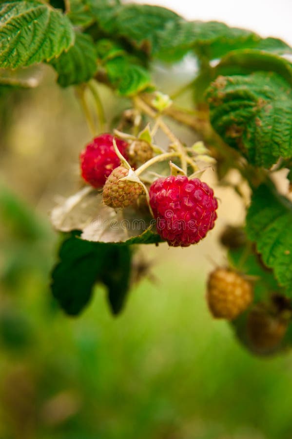 Plant of raspberries in green field, close-up, vertical.
