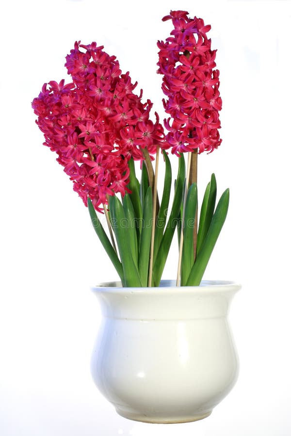 Plant with red flowers. royalty free stock photos