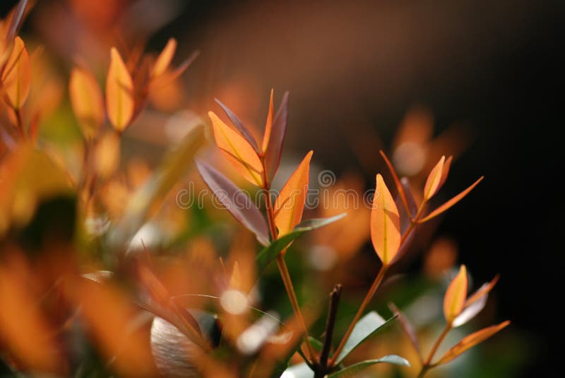 Plant and red leaf