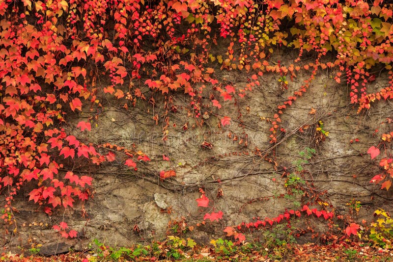 Plant with red leaves on stone wall