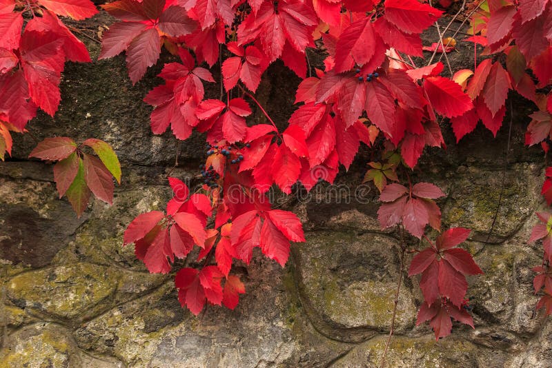 Plant with red leaves on stone wall