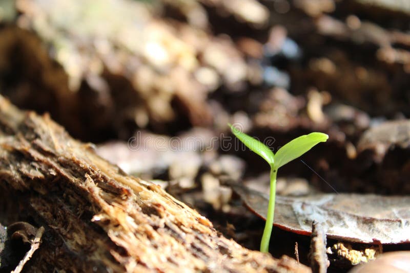 Plant resilience stock image. Image of nature, soil 206771223