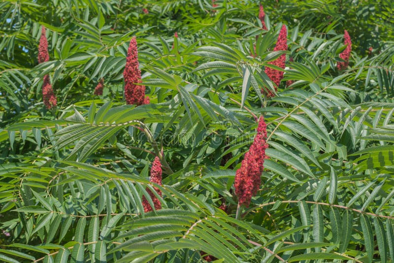 Plant Rhus typhina staghorn sumac in family Anacardiaceae native to North America. Red flowers in dense cone-shaped panicles