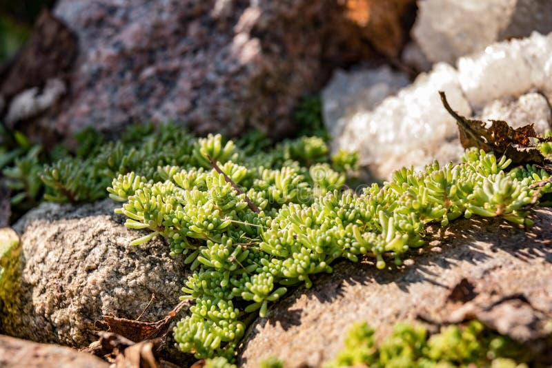 The Plant on the Rocks Close Up Stock Image Image of environment, fresh 116571011
