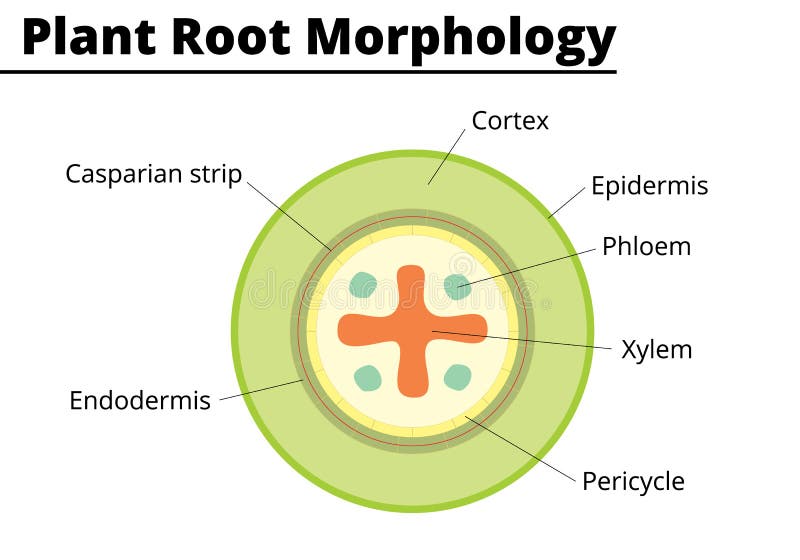 Plant root morphology diagram. Structures presents on a vegetable root.