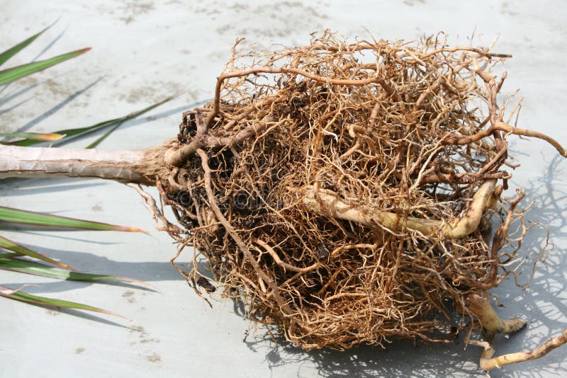 Plant root stock photo. Image of root, botanic, france 92761142