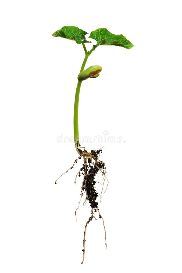 Plant with roots