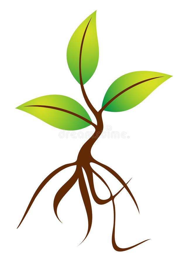 Illustrazione di una pianta con radice di design su sfondo bianco.