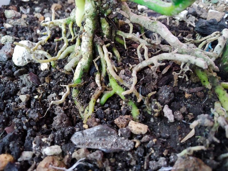 Plant Roots Above the Ground Stock Image Image of roots, creep 207252521