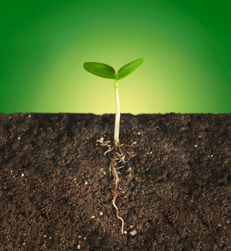 Plant with roots stock photo. Image of seedling, growth 29063466