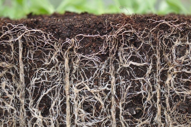 79,067 Plant Roots Stock Photos Free & RoyaltyFree Stock Photos from