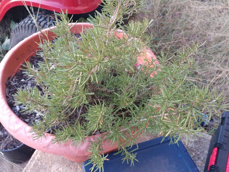 Plant Rosemary Growing Wild Tree Stock Image Image of rosemary