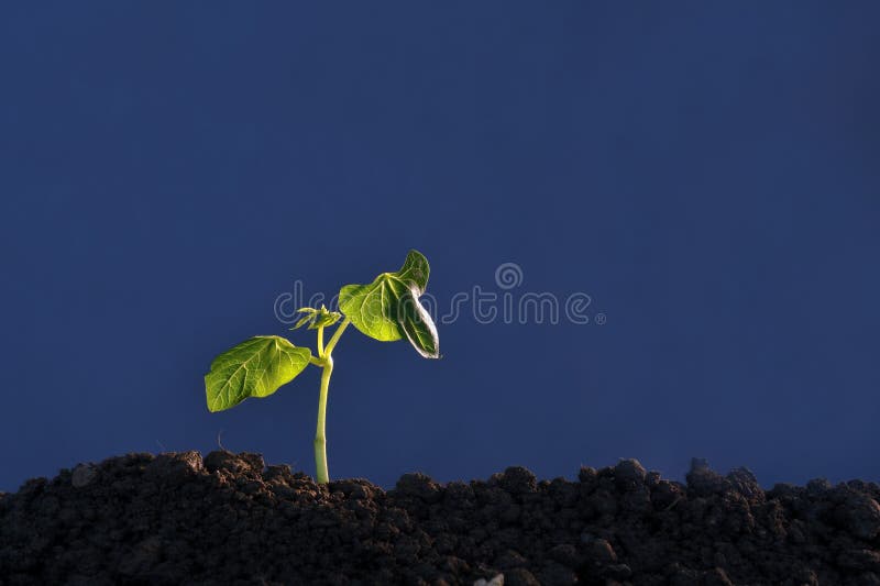 Plant seedling