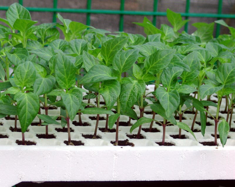 Plant seedling pepper