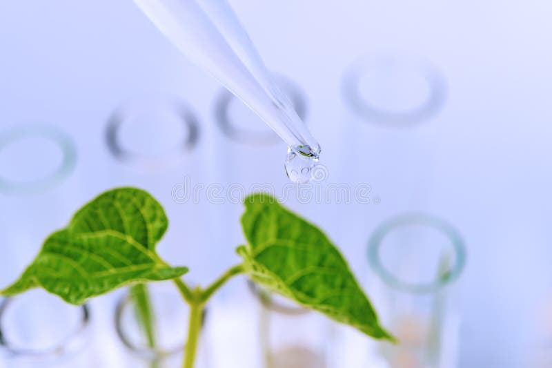 Plant Seedlings Growing Inside of Test Tubes. Stock Image Image of nature, white 69077597