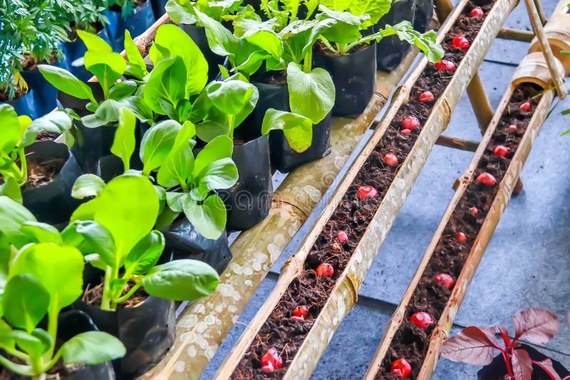Plant Seedlings Growing in Pots of Bamboo of Organic Vegetables Stock Image Image of closeup